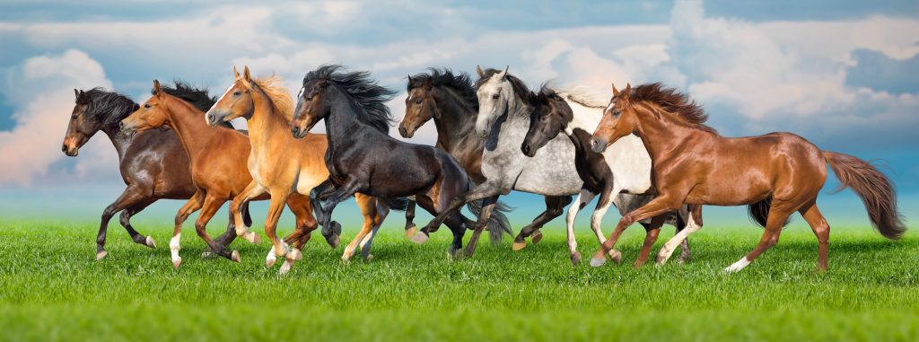 Chevaux en liberté