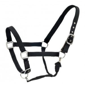 Licou Noir Rembourré