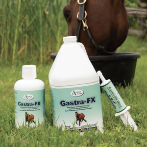 Soins de santé Équin